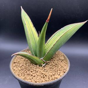 【再入荷】多肉植物 サンスベリア ドリスフェニー 斑入 Sansevieria Doris Pfenning Variegated 鮮明斑 選抜極上株 中株 01