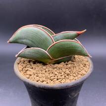 【大人気】多肉植物 サンスベリア ロリダ Sansevieria Rorida 選抜上株 中株 01_画像1