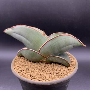 【美苗】多肉植物 サンスベリア バナナ Sansevieria Banana 選抜極上株 01