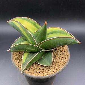 【希少】多肉植物 サンスベリア サムライ ドワーフ錦 Sansevieria Samurai Dwarf Variegated 鮮明黄斑 選抜極上株 美苗 01