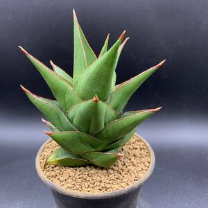 【新入荷】多肉植物 サンスベリア タワーブルー Sansevieria Tower Blue 選抜極上株 02