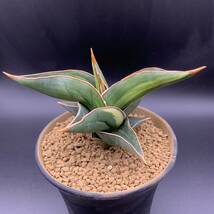 【希少】多肉植物 サンスベリア パウエリー 斑入 Sansevieria Powellii variegata 大株 選抜極上斑 黄斑 01_画像3