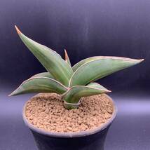 【希少】多肉植物 サンスベリア パウエリー 斑入 Sansevieria Powellii variegata 大株 選抜極上斑 黄斑 02_画像1