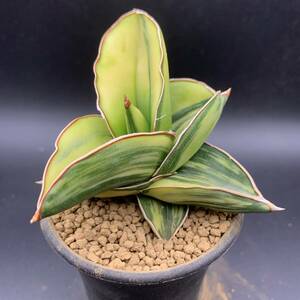 01【希少】多肉植物 サンスベリア サムライ ドワーフ錦 Sansevieria Samurai Dwarf Variegated 鮮明黄斑 選抜極上株 美苗