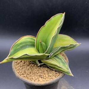 02【希少】多肉植物 サンスベリア サムライ ドワーフ錦 Sansevieria Samurai Dwarf Variegated 鮮明黄斑 選抜極上株 美苗