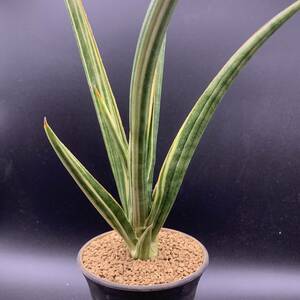 01【新入荷】多肉植物 サンスベリア ダウンシー 斑入 Sansevieria Downsii variegata 美苗 選抜極上斑