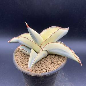 01【超美苗】多肉植物 サンスベリア ロブスタ ホワイト Sansevieria Robusta White variegata 美苗 選抜極上斑 白斑