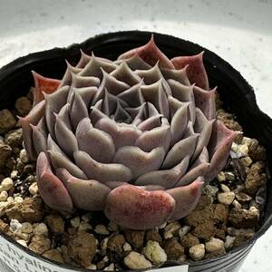 エケベリア原種 ヒアリナ ラパス① 実生苗【安心の根付抜き苗】ECHEVERIA hyalina, San Luis de La Paz 多肉植物