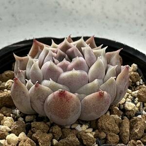 エケベリア原種 ヒアリナ ラパス② 実生苗【安心の根付抜き苗】ECHEVERIA hyalina, San Luis de La Paz 多肉植物