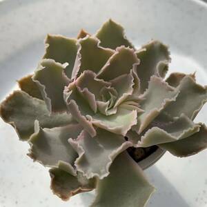 エケベリア原種 シャビアナ ペレグリナ① 実生苗【安心の根付抜き苗】ECHEVERIA shaviana, Peregrina 多肉植物