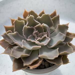 エケベリア原種 シャビアナ ペレグリナ② 実生苗【安心の根付抜き苗】ECHEVERIA shaviana, Peregrina 多肉植物