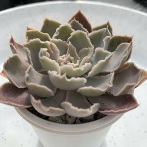 エケベリア原種 シャビアナ ペレグリナ① 実生苗【安心の根付抜き苗】ECHEVERIA shaviana, Peregrina 多肉植物