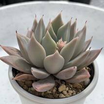 多肉植物 エケベリア原種 クスピダータ パラス① 実生苗【安心の根付抜き苗】ECHEVERIA cuspidata, Parras_画像2