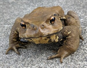 13cm アズマヒキガエル カエル合戦では負けたが元気なオス 大声で鳴く 塩浴済 検索用→ ヒキガエル カエル ニホンヒキガエル