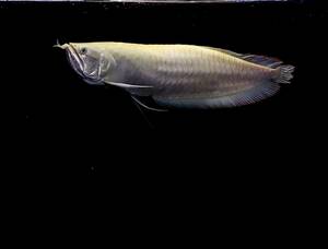 ±52cmのアルビノプラチナシルバー　幼魚時にショート個体としてご購入された1尾