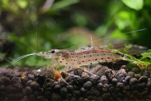 [ river sea .] approximately 3cm20 pcs Yamato freshwater prawn * Hokkaido * Okinawa to shipping is pause among .* strongest moss taking .