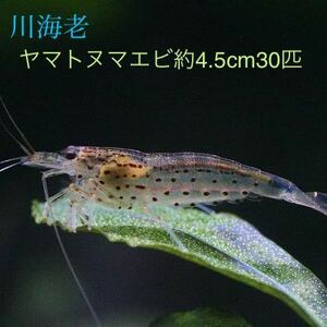 [ river sea .] approximately 4.5cm30 pcs Yamato freshwater prawn * Hokkaido * Okinawa to shipping is pause among .*