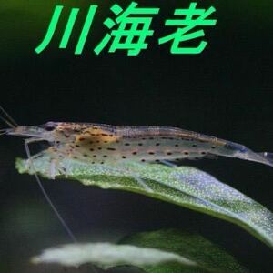 [ river sea .] approximately 3.5cm 30 pcs Yamato freshwater prawn * Hokkaido * Okinawa to shipping is pause among .*2