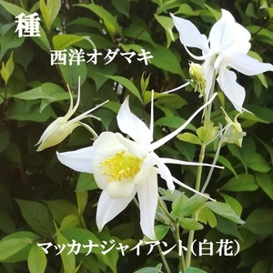 春まき花の種　西洋オダマキ・マッカナジャイアント（白花）30粒　多年草（宿根草）