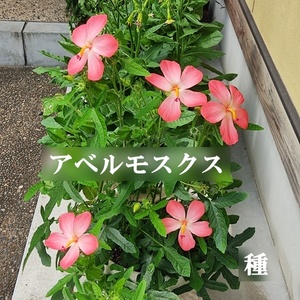 春まき花の種　「アベルモスクス」20粒　宿根草／一年草