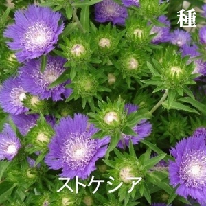 春まき花の種　「ストケシア」混合種 　50粒　宿根草／多年草