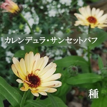 春まき花の種　カレンデュラ・サンセットパフ　30粒　一年草　初心者向き_画像1