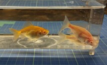 アルビノ金魚3匹(三つ尾×1、フナ尾×2)_画像2