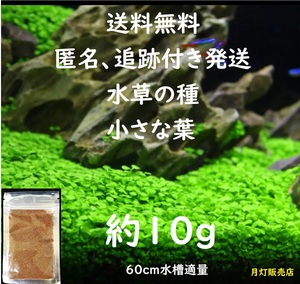 （匿名発送）　種から育てる、水草の種　小さい葉（約10g） 