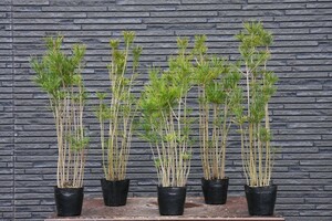 ( stock ) one .. red pine 5 pot set middle goods bonsai |..6 year 