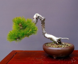 ( stock ) one .. Japanese black pin middle goods bonsai |..30 year 