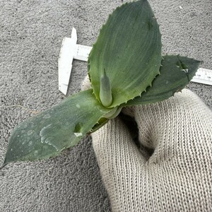 9 アガベ チタノタ 多肉植物 オバティフォリア オルカ 稀少株 