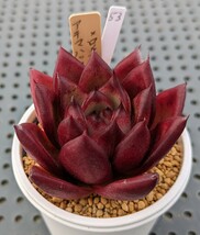 53.アテマハック×ロメオルビン 実生苗 エケベリア 国産 多肉 Echeveria_画像2