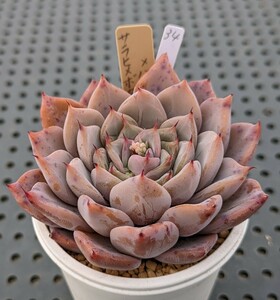 34.沙羅姫牡丹×ハイジ 実生苗 エケベリア 国産 多肉 Echeveria