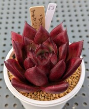 53.アテマハック×ロメオルビン 実生苗 エケベリア 国産 多肉 Echeveria_画像1