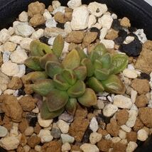 （２４−２１９）アドロミスクス タンクア Adromischus marianiae 'tanqua', MBB3422, Beeswater, Calvinia_画像1