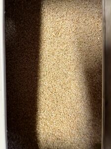 新米　令和5年産　コシヒカリ　10kg　玄米　広島県　東広島産　一等米　高評価のお米　