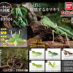 いきもの大図鑑 かまきり 04 全5種 ナンベイマルムネカマキリ ライト ダーク メダマカレハ ムネアカハラビロ カマキリ 成体 幼体 ラスト1個の画像3