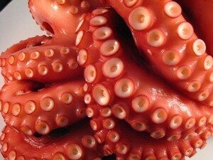  octopus freezing Boyle genuine . domestic processing 1 tail /600g size 