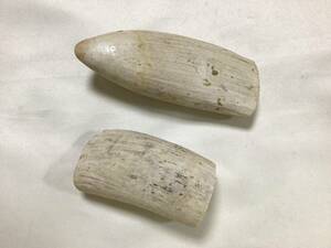 マッコウクジラ牙 660gクジラ歯/ 印材 根付 彫刻 標本 歯 牙 マッコウ鯨歯 