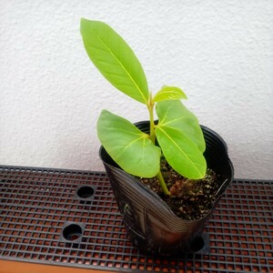  Momo tamana120 day rearing 1 stock height of tree . low . indoor sama . improvement middle kind 5 piece Magic leaf, black .-ta- water quality improvement less pesticide 