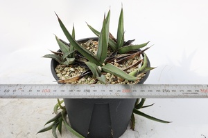  Agave nickelsiae (= Agave ferdinandi-regis) 笹吹雪 ニッケルシー フェルディナンディレジス　？？