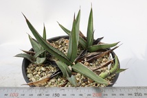  Agave nickelsiae (= Agave ferdinandi-regis) 笹吹雪 ニッケルシー フェルディナンディレジス　？？_画像3