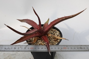 Agave kerchovei 'Huajuapan Red' アガベ　ケルチョベイ　カーコビー