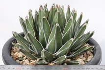 Agave victoriae-reginae subsp. victoriae-reginae アガベ　ビクトリア-レジーナ 笹の雪_画像1