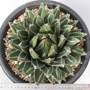 Agave victoriae-reginae subsp. victoriae-reginae アガベ ビクトリア-レジーナ 笹の雪の画像2