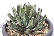 Agave victoriae-reginae subsp. victoriae-reginae アガベ　ビクトリア-レジーナ 笹の雪_画像3