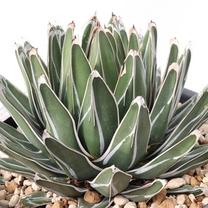 Agave victoriae-reginae subsp. victoriae-reginae アガベ ビクトリア-レジーナ 笹の雪の画像3