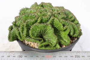 Euphorbia horrida ユーフォルビア　ホリダ　綴化