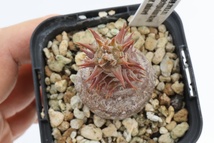 Pachypodium baronii var. windsorii パキポディウム　ウィンゾリー　赤肌_画像4