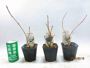 [緑の市場] 山紫陽花 2種3点組 藍姫/伊予獅子てまり2 (21356)全高：25㎝＊同梱包対応「まとめて取引」厳守＊80サイズ送料明記